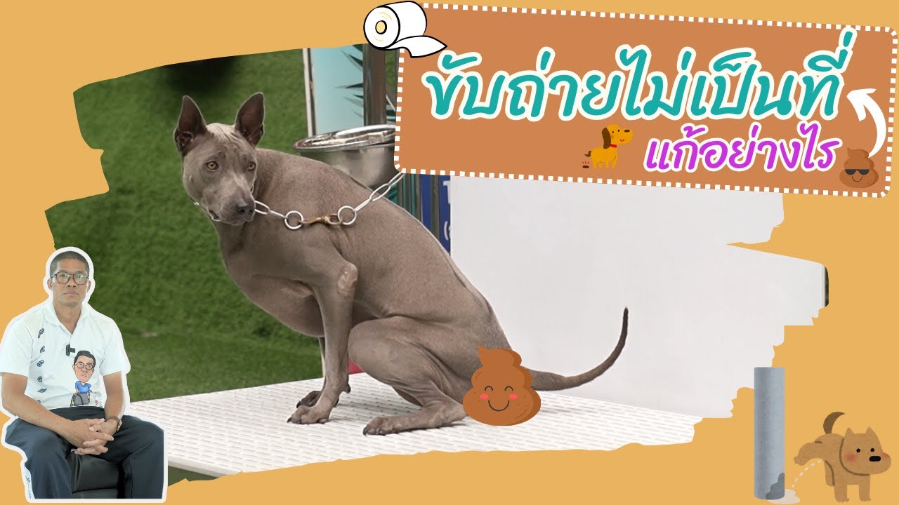 ขับถ่ายไม่เป็นที่ แก้ไขอย่างไร