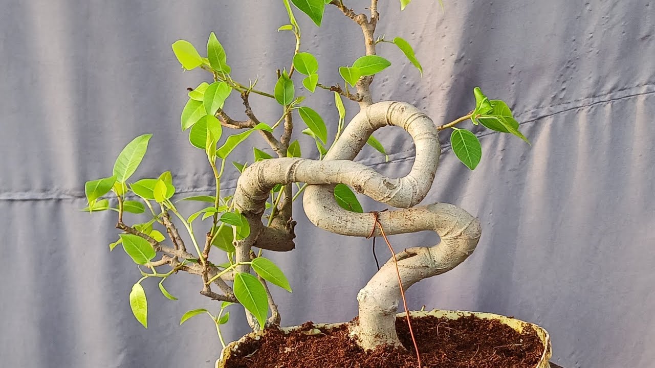 Update from Our New Propagation system 