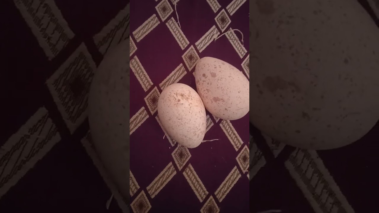 معرفة البيض المخصب من غير المخصب قبل تحضينه