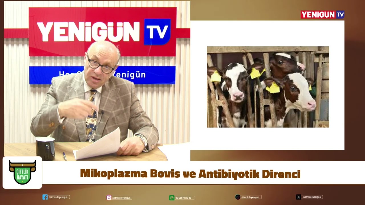 Mikoplazma Bovis ve Antibiyotik Direnci: Sürüler İçin Büyüyen Tehdit