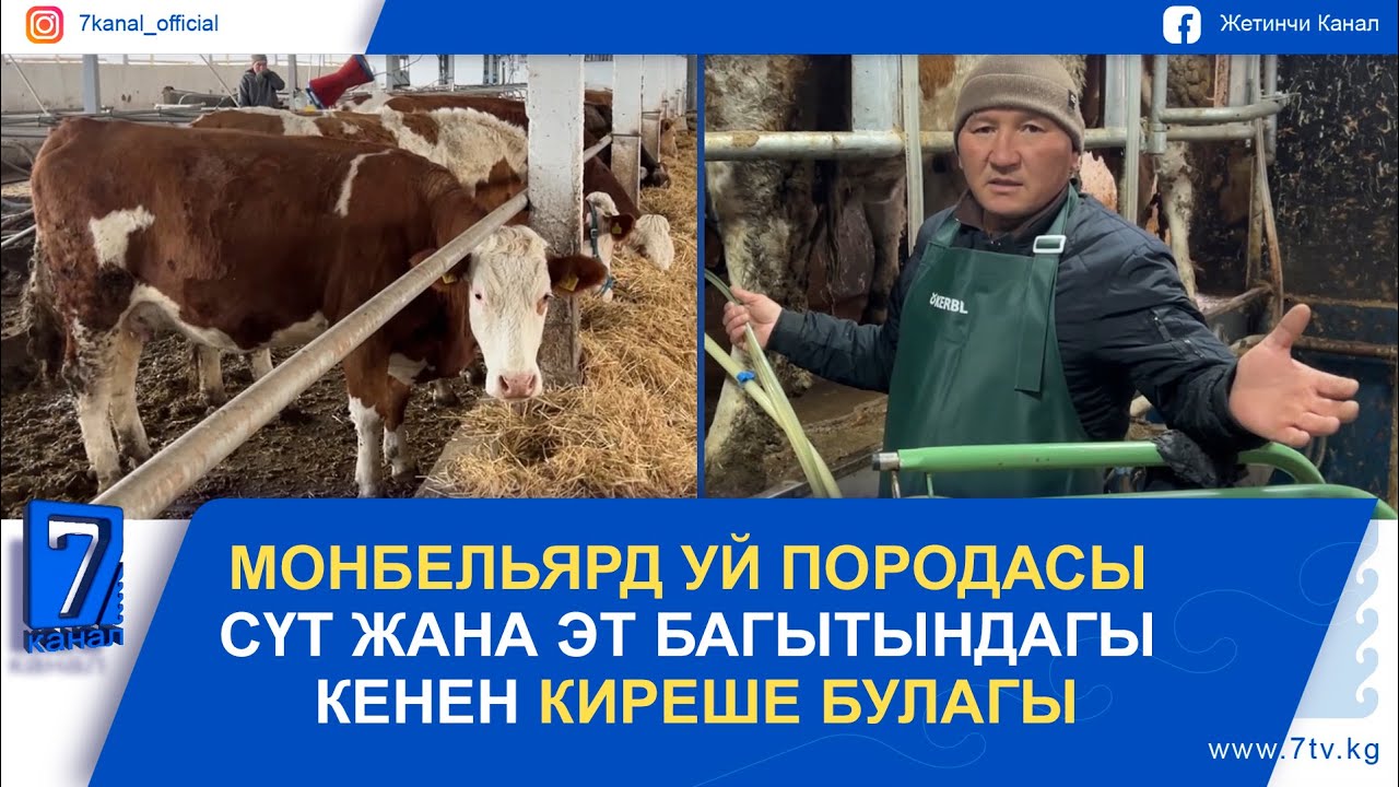 МОНБЕЛЬЯРД УЙ ПОРОДАСЫ СҮТ ЖАНА ЭТ БАГЫТЫНДАГЫ КЕНЕН КИРЕШЕ БУЛАГЫ