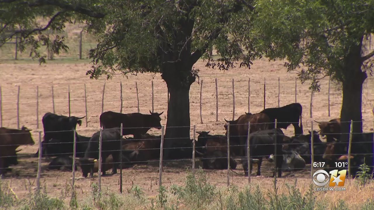 As grass and water supply dwindle, ranchers are selling off cattle