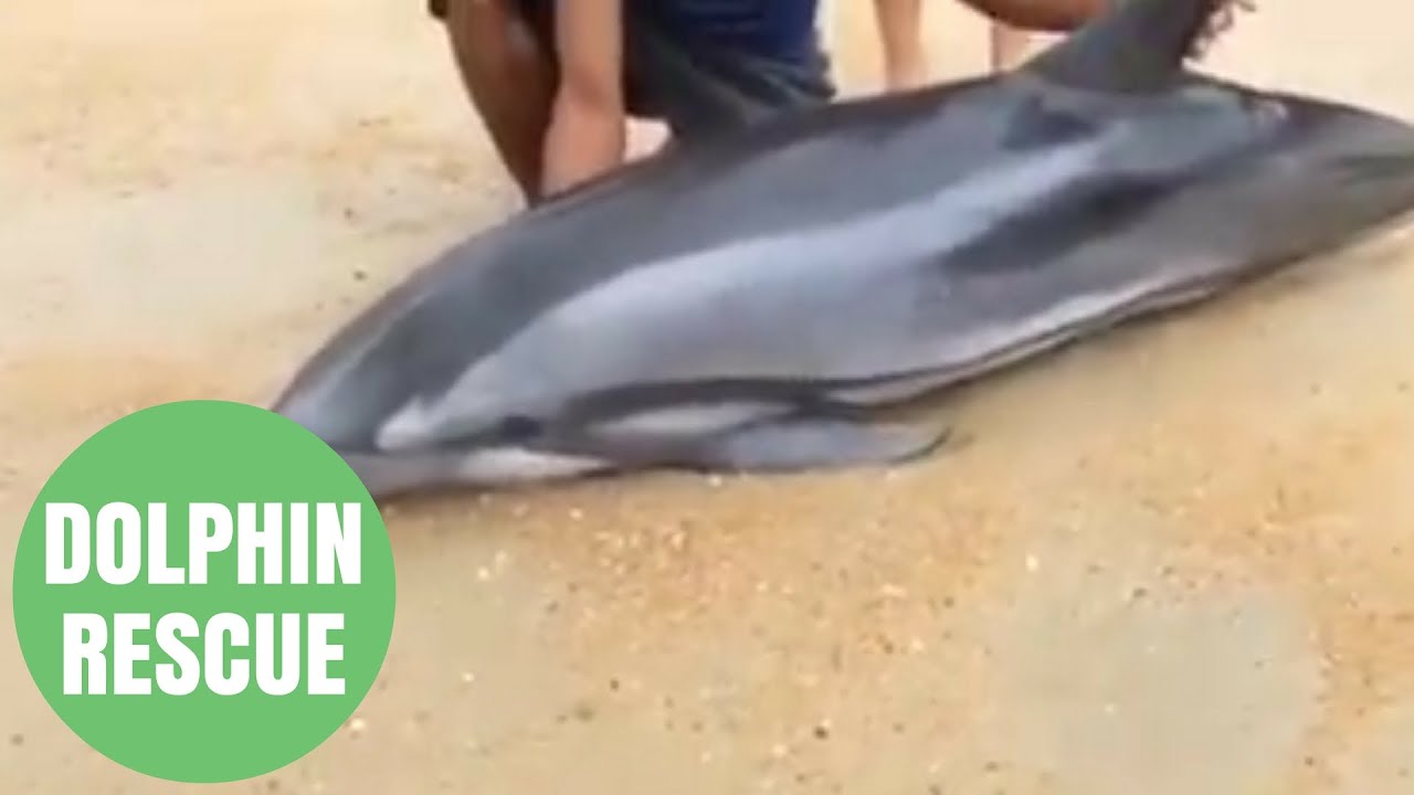 Passers-By Rescues Beached DOLPHIN Battered By Monsoon Storms