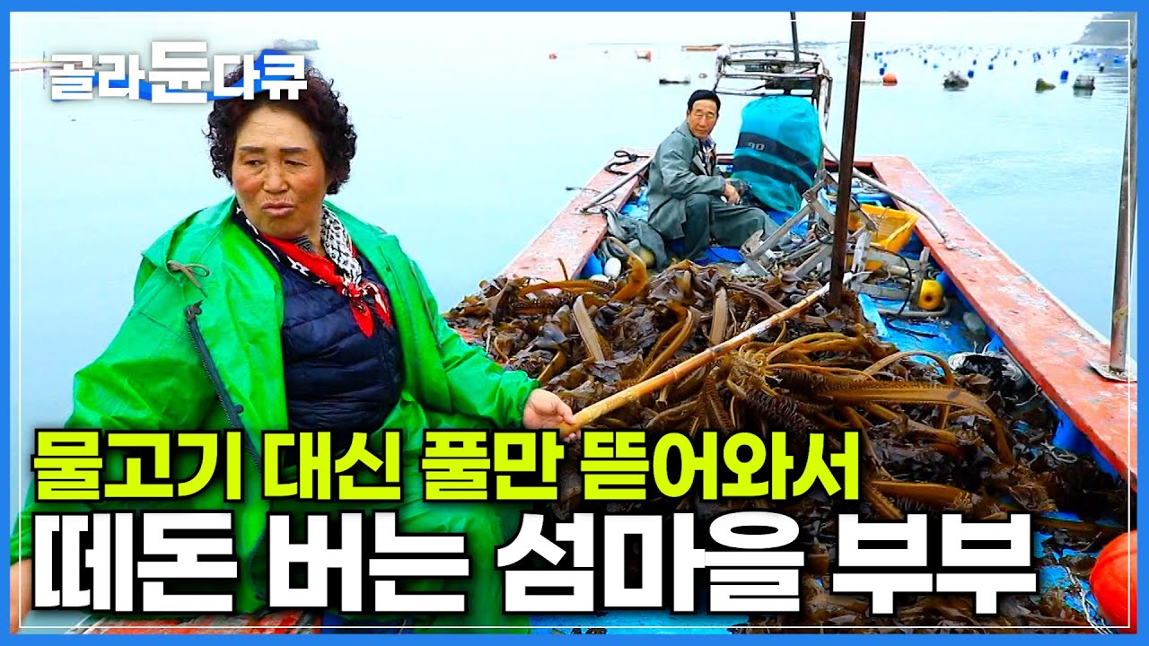기껏 배 띄워서 물고기 대신 미역만 가득 뜯어오더니 부부가 향한 곳│값비싼 전복 키워 알콩달콩 살아가는 섬마을 부부│한국기행│#골라듄다큐
