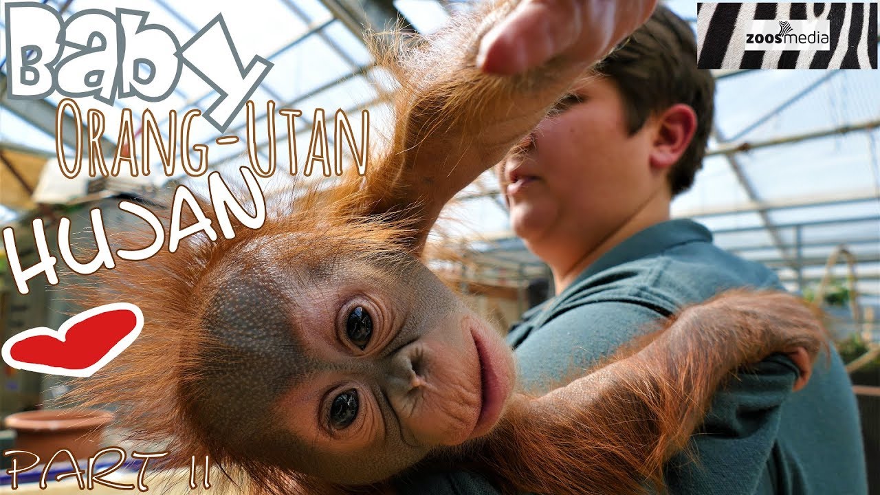 BABY Orang-Utan HUJAN 😍 im ZOO KREFELD | zoos.media