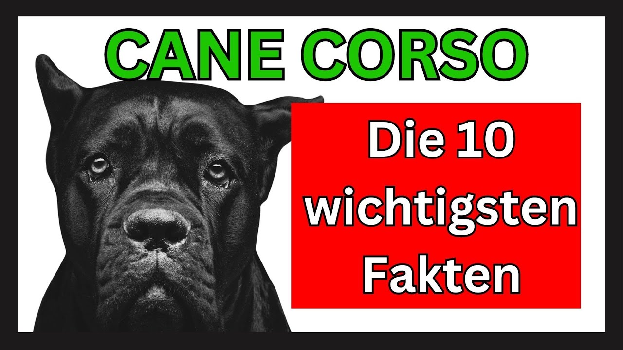 Cane Corso Hunderasse 🐶 Die 10 wichtigsten Fakten