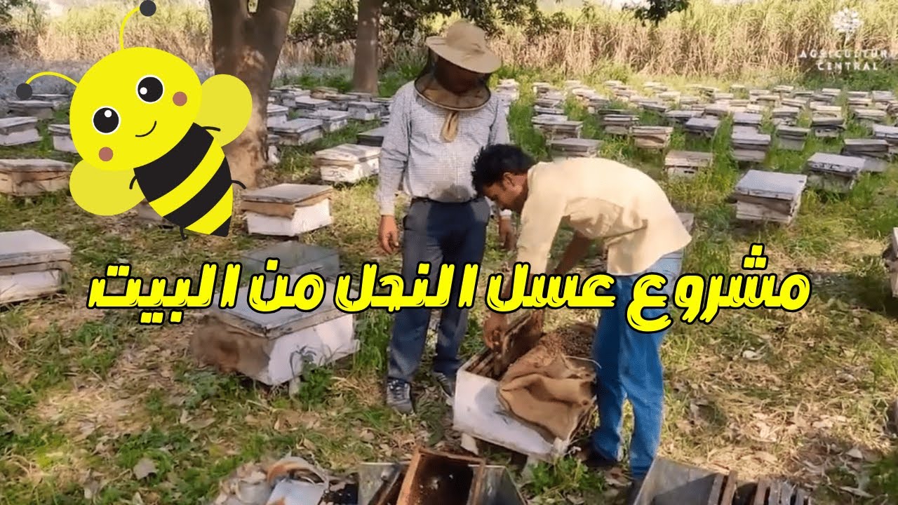 مشروع إنتاج عسل النحل من سطح بيتك ! ارباح غير متوقعة 🐝 مشروع مربح جدا جدا جدا