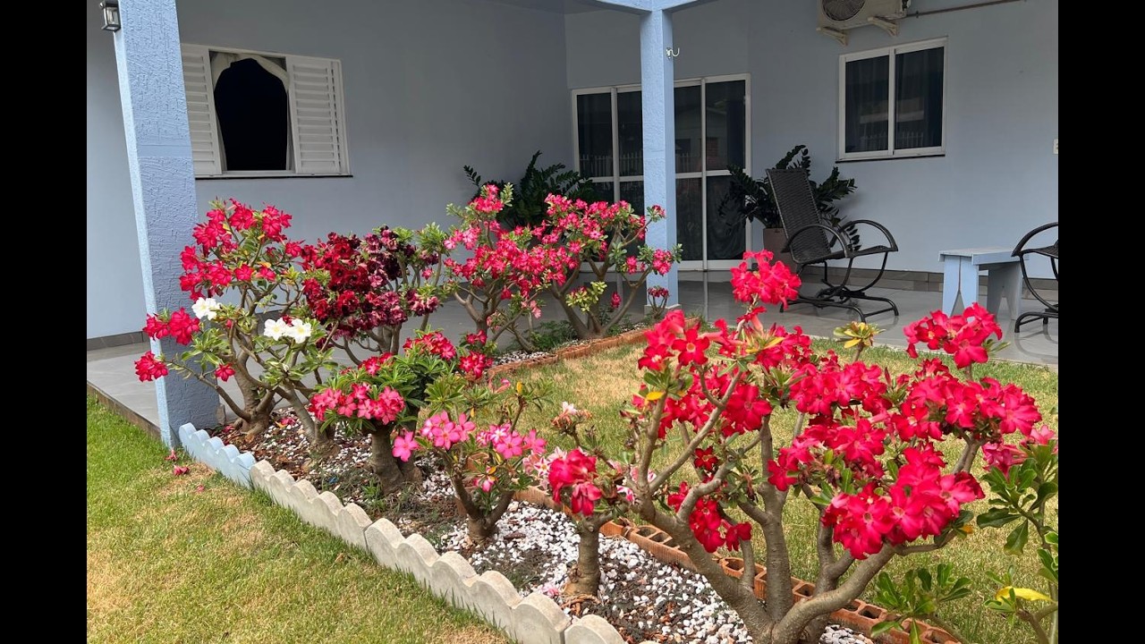 JARDIM DO LUCIANO E ELISA. ZAMIOCULCAS GIGANTES. ROSA DO DESERTO COM 400 FLORES.  Ateliê Florescer