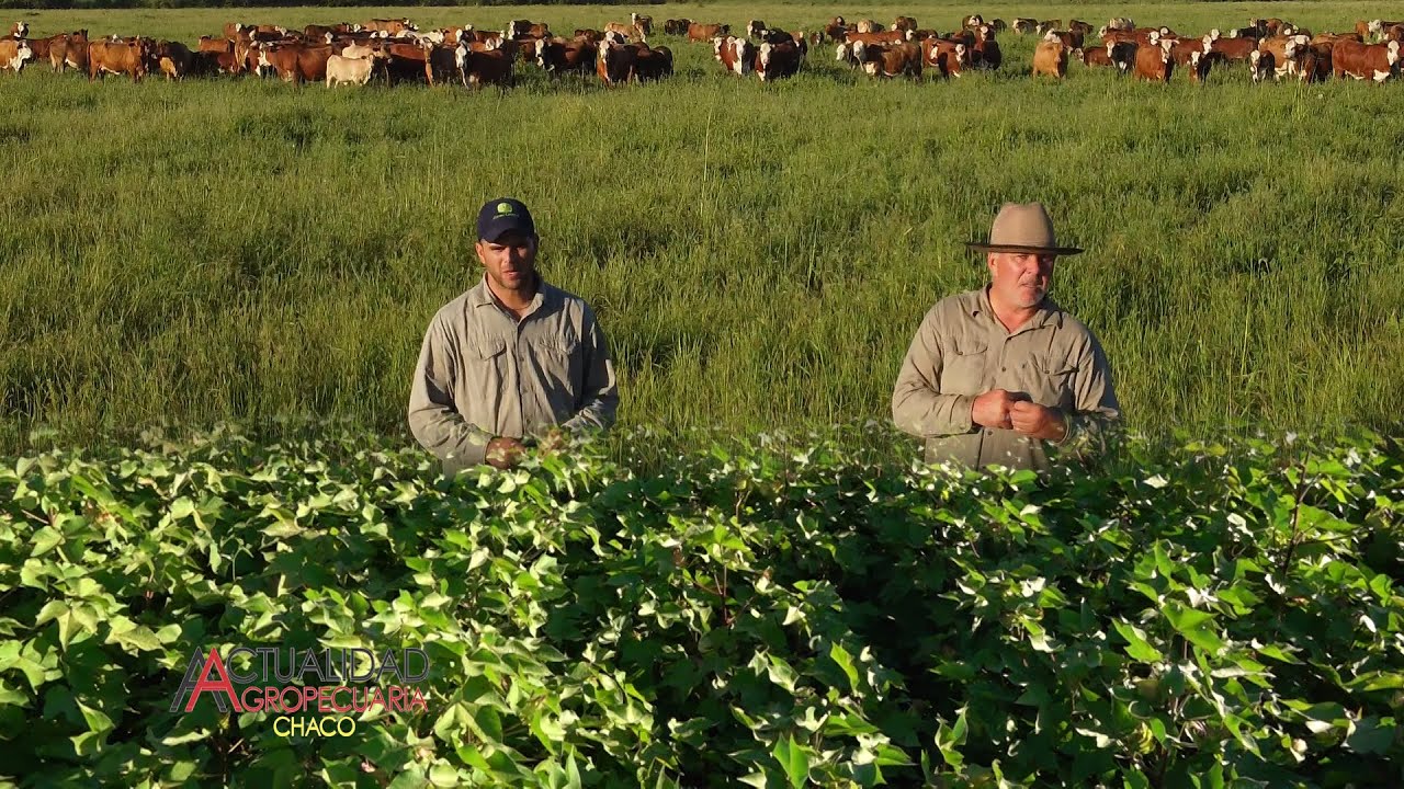 Cultivo de Algodón y Ganadería   Colonia El Ñandubay   Chaco   Sr  Rubén Galarza