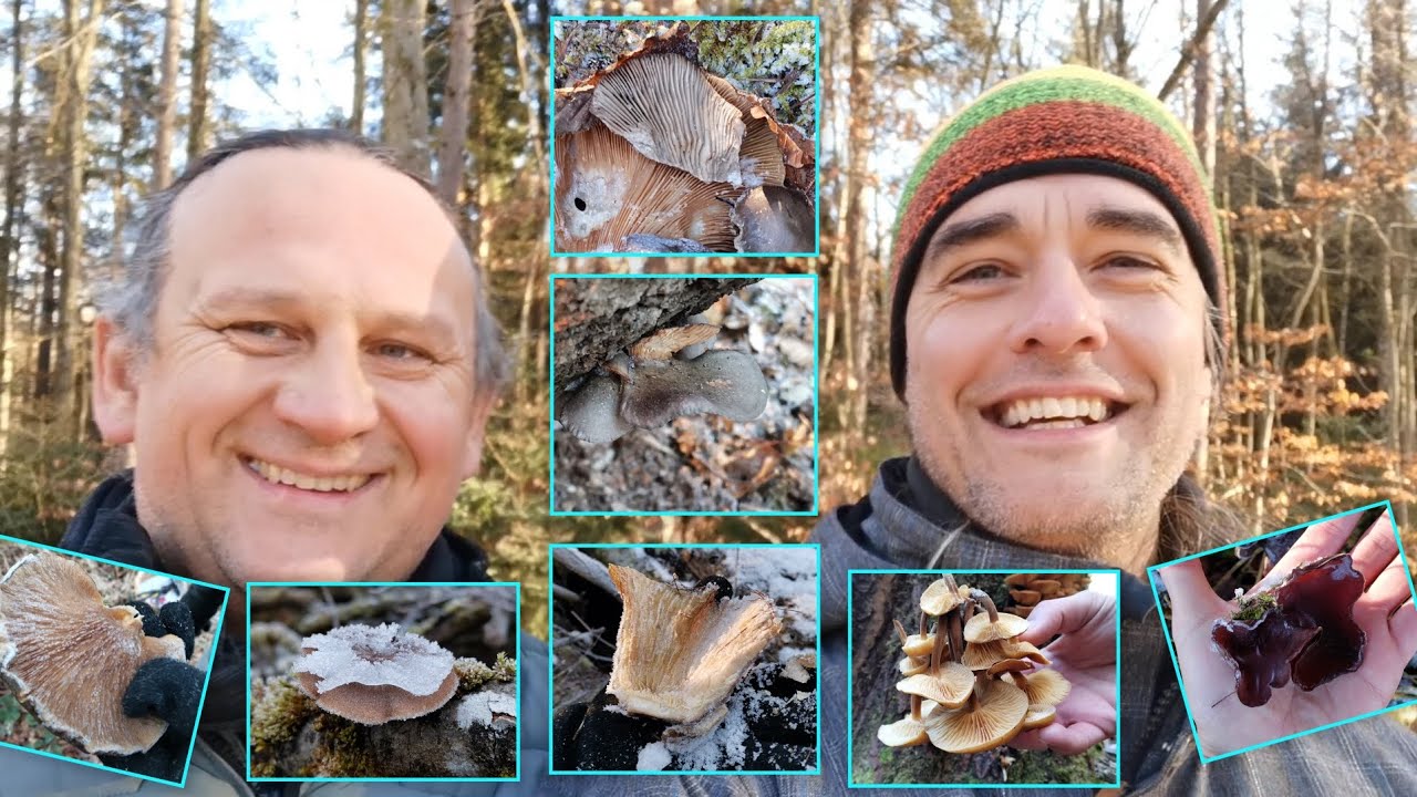🍄Mission Austernseitlinge: zu zweit im Ebersberger Forst🌳| 29.12.2024... Standorte gefunden 🎉😉