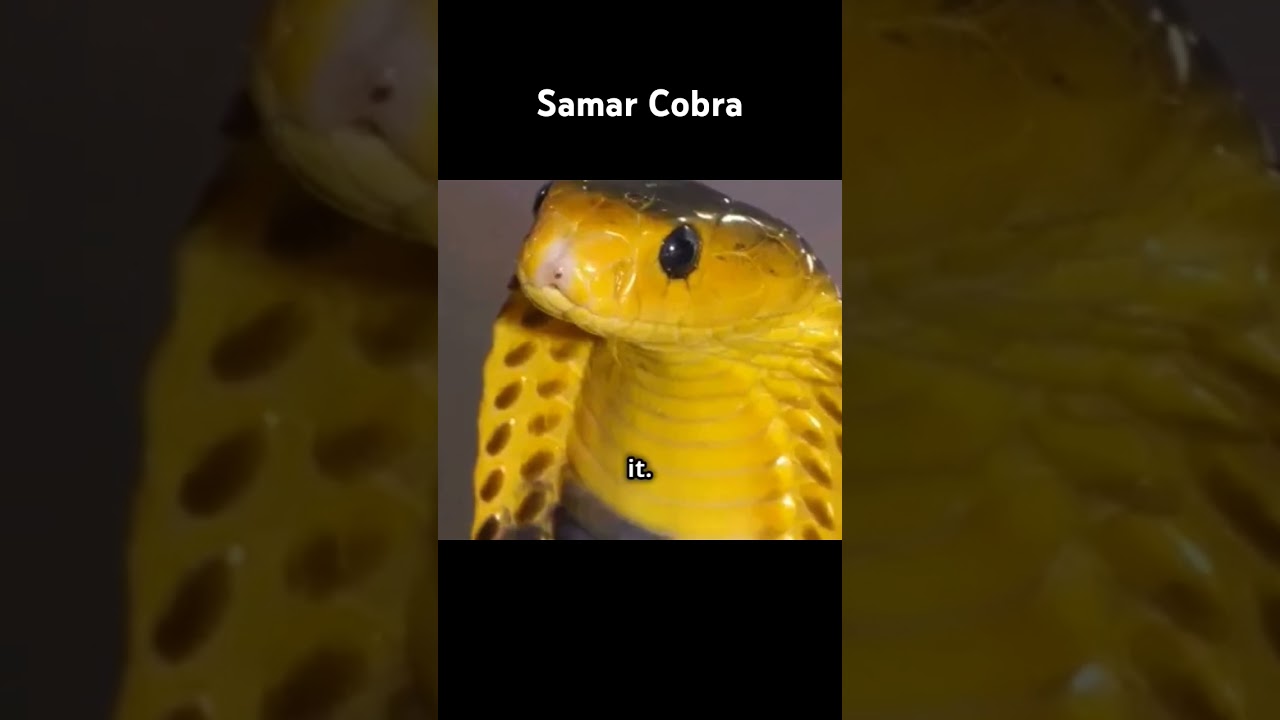Samar Cobra #snake #philippines #animals #nature #amazingfacts