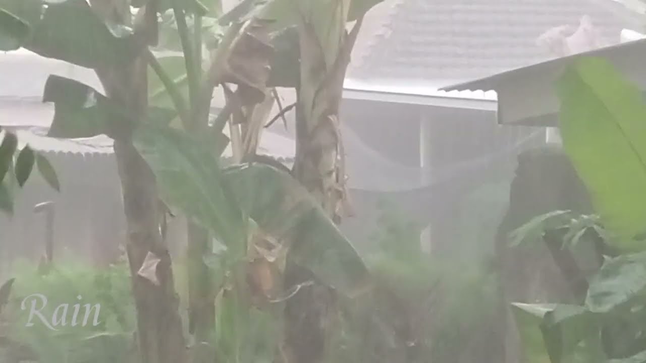 Heavy Rain & Strong Wind 🌧️💨 | Powerful Storm Ambience for Deep Relaxation#heavyrain #strongwind 