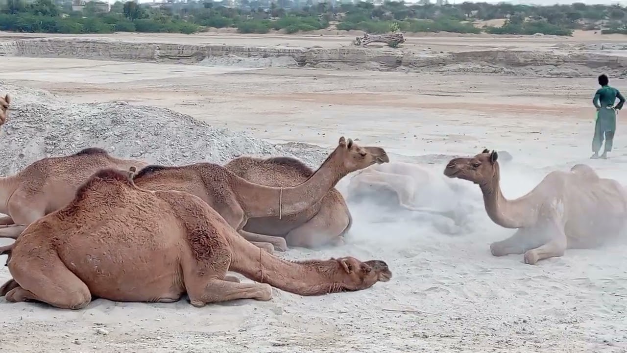 Dangerous camel in thar desert #viral #ytshort