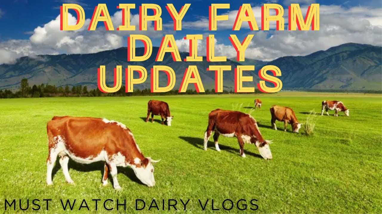  Dairy and cattle farming seekho | Dairy Farm Daily Updated | Dairy Farm Activities | Farmer Routine