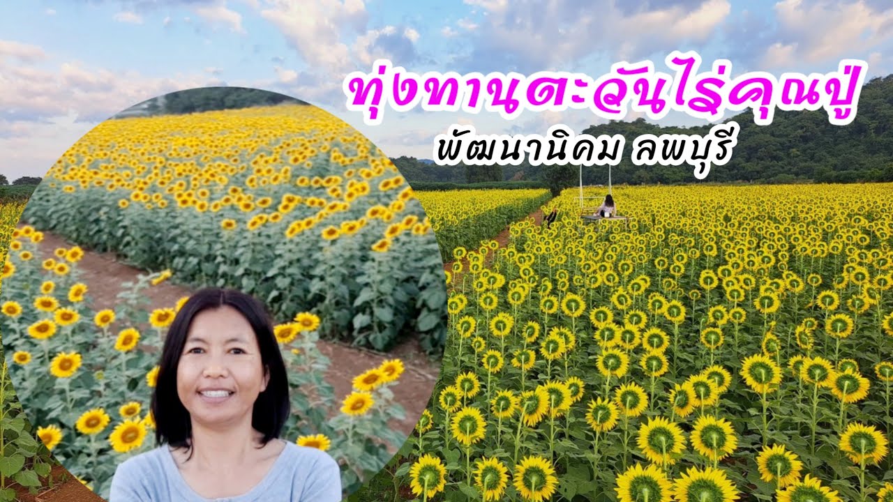 ทุ่งทานตะวัน ไร่คุณปู่ ต.ช่องสาริกา อ. พัฒนานิคม จ. ลพบุรี ทุ่งทานตะวันลพบุรีบานแล้วค่ะ