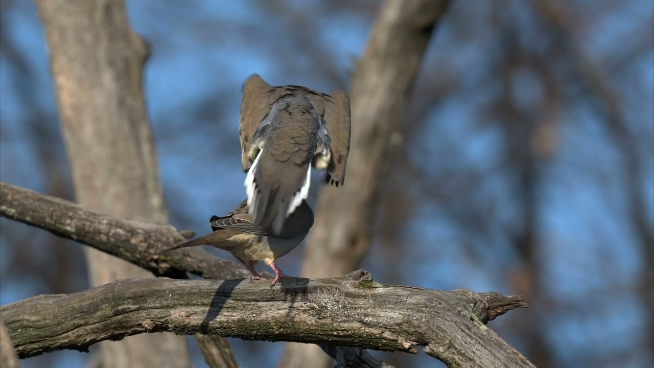 Doves Mating Z9 NRAW 4k120 2.3X crop mode