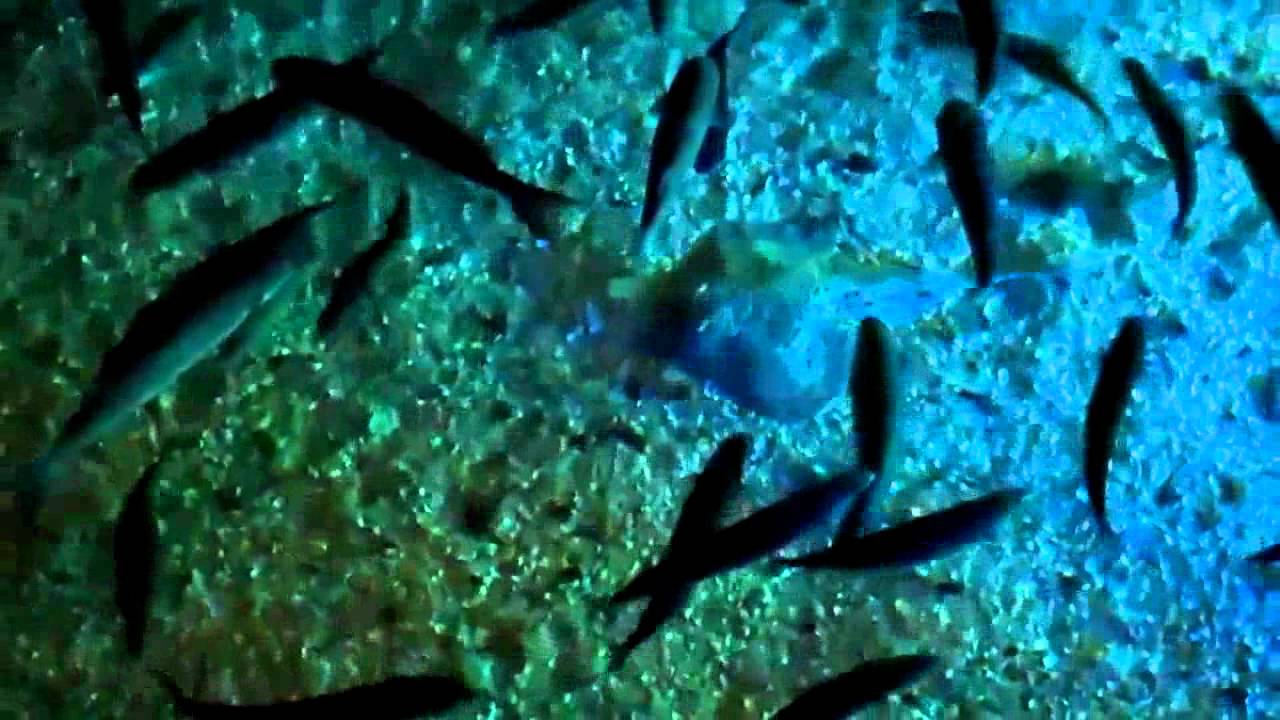 Blackpool Sea Life Centre - Short Version