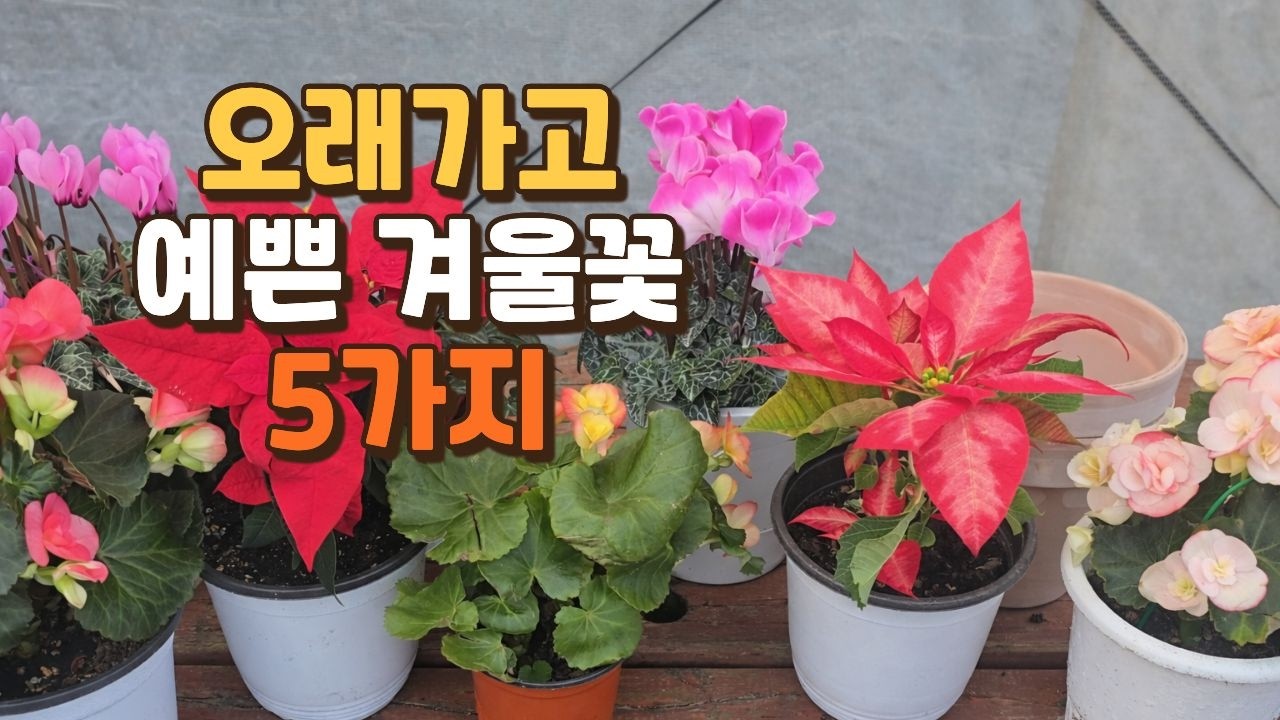 오래가고 예쁜 겨울꽃 5가지