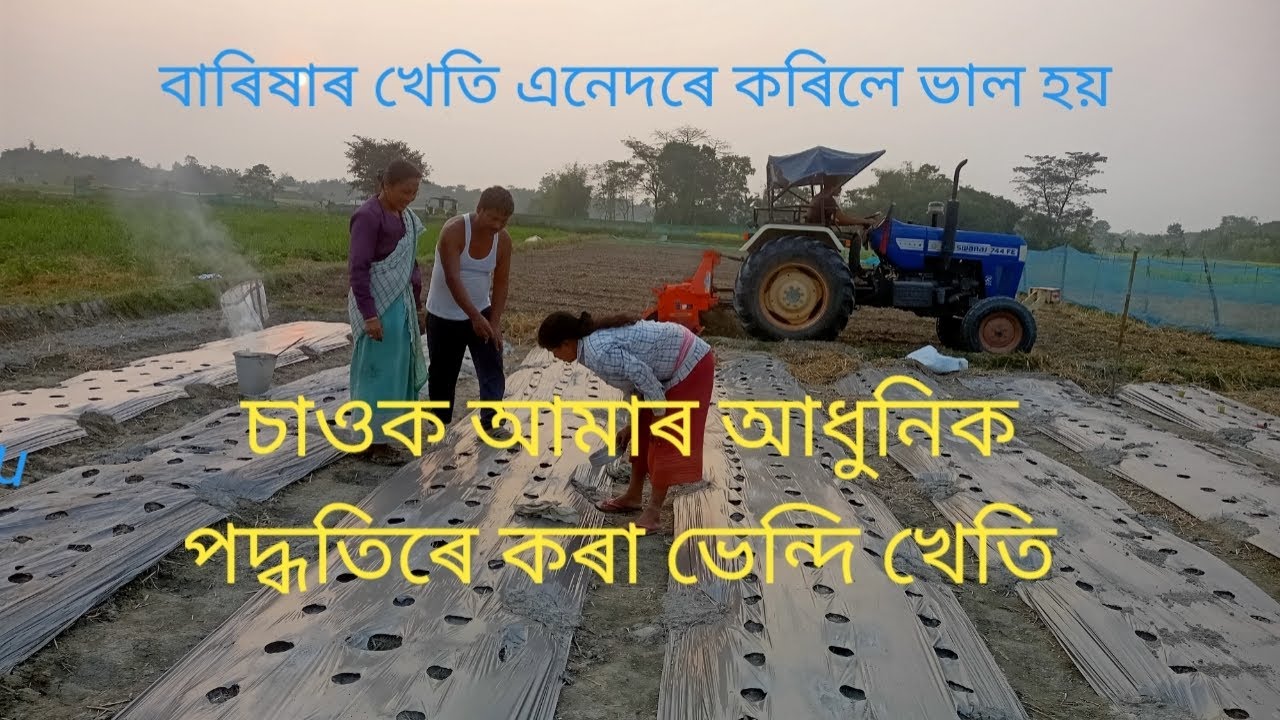 farming ladies finger in modern way .   আধুনিক পদ্ধতিৰে কৰা ভেন্দি খেতি