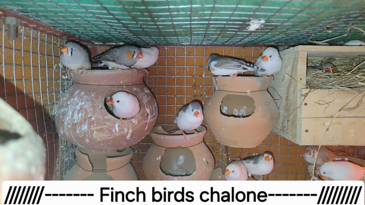 Finch birds chalone pt 2