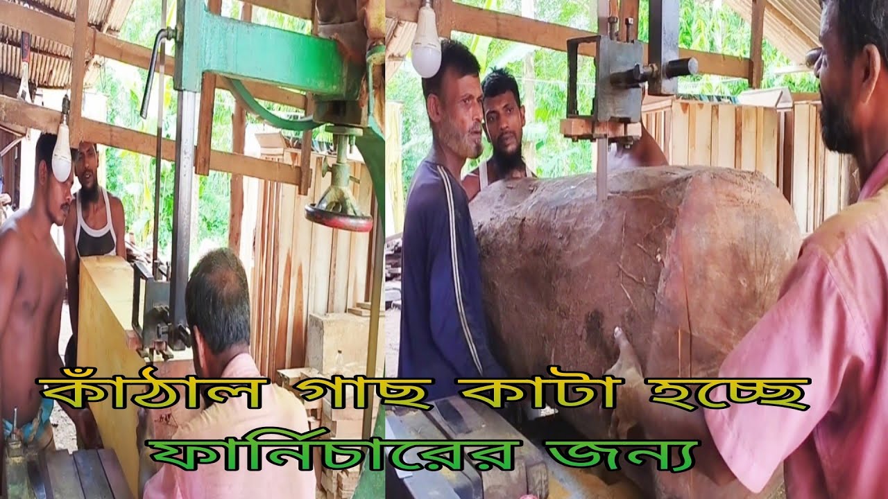কাঁঠাল গাছ কাটা হচ্ছে ফার্নিচারের জন্য