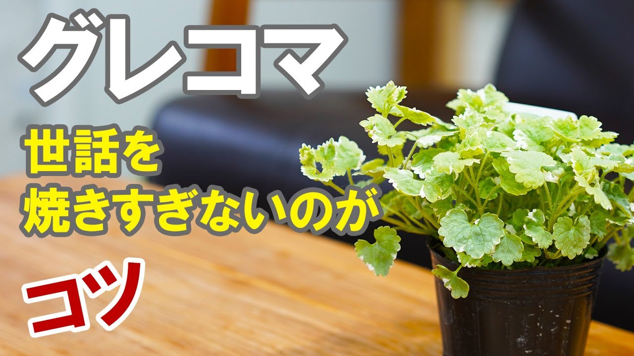 グレコマの育て方 斑入りバリエガータ 地植え最高なグランドカバー
