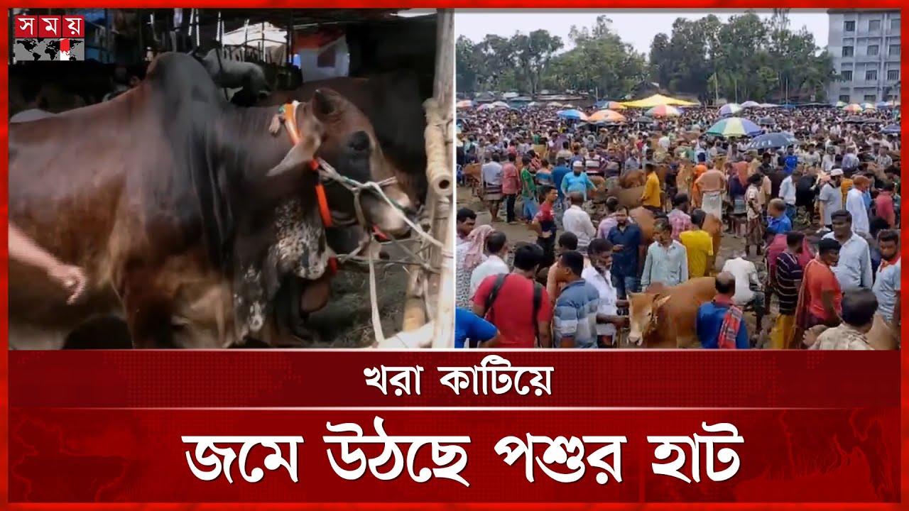 গাবতলী পশুর হাটে ক্রেতা কম, দর্শনার্থী বেশি | Cow Haat News | Qurbani Cow Market | Gabtoli | Naogaon