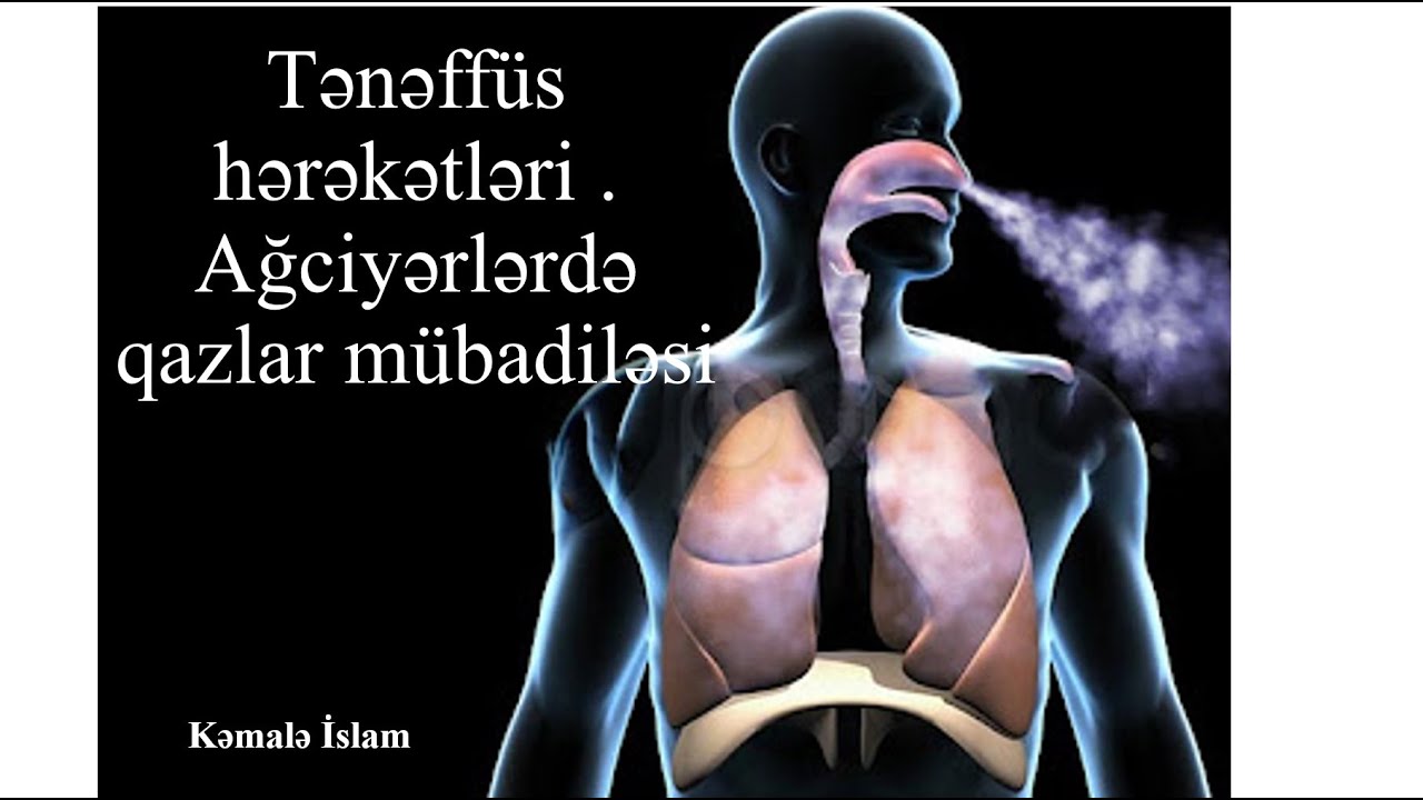 Tənəffüs hərəkətləri.Ağciyərlərdə qazlar mübadiləsi