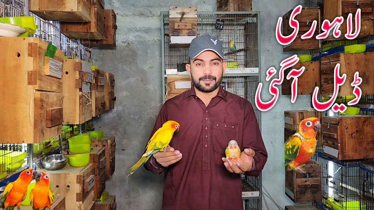 Lahori Deals A Gai Big offers #lahorientertainmentchannel #birds #parrot #pets #budgies #birdsmarket
