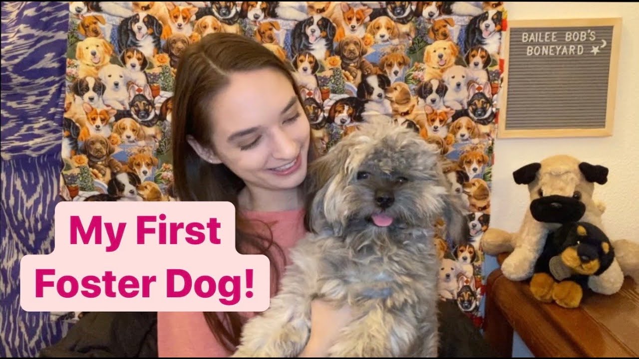 Foster Dog / Harley / August 2020