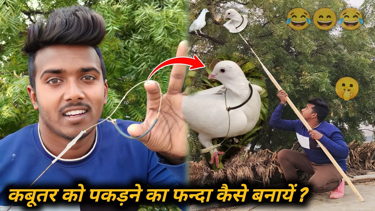🤔🕊️कबूतर को पकड़ने का फन्दा कैसे बनायें ?😂✌️😂