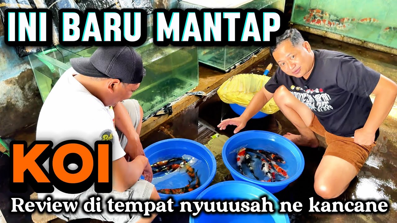 Ini baru nyuuusahne kancane ‼️review harga Koi kualitas mantap di desa kluwut Indra juna Koi malang