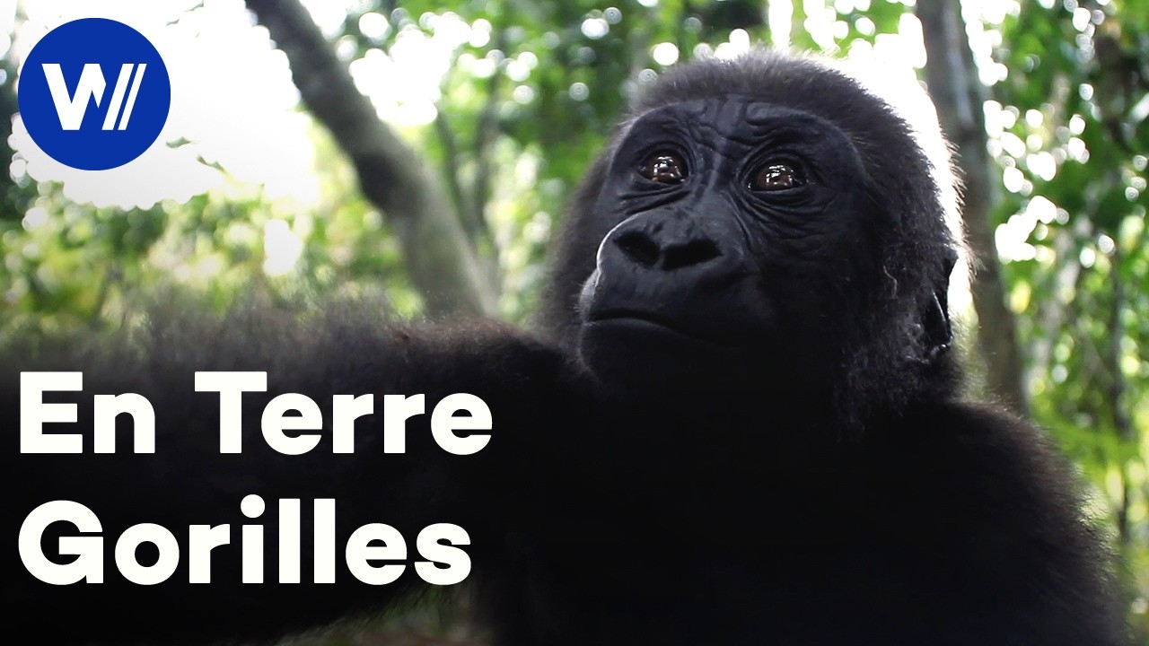 Sur les traces des gorilles des plaines avec un primatologue au Gabon (Documentaire animalier)