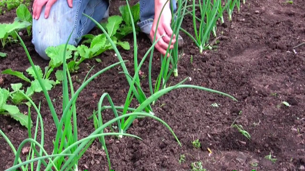 How to Grow Onions from Seed - Gurney's Video
