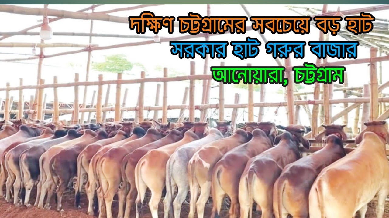 দক্ষিণ চট্টগ্রামের গরুর সবচেয়ে বড় হাট || সরকার হাট ||  আনোয়ারা, চট্টগ্রাম || Anowara, Chattogram ||