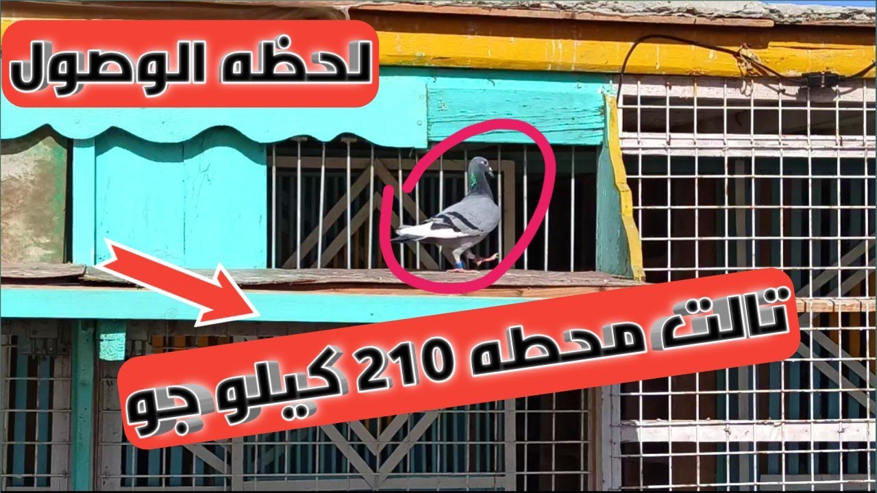 وصول الحمام الزاجل من محطه سباق 210 كيلو جو والحمد لله علي كل شئ والف مبروك للبطل علي المراكز الاولي