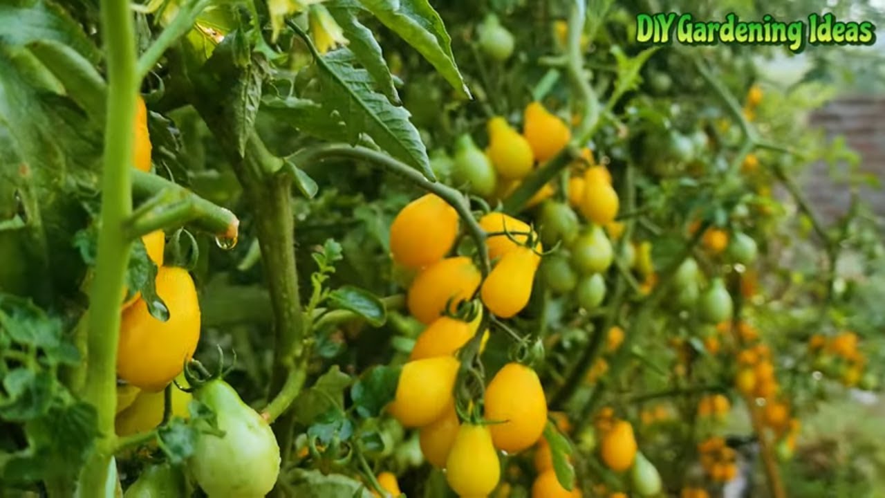 Yellow cherry tomato plant growing tips for containers