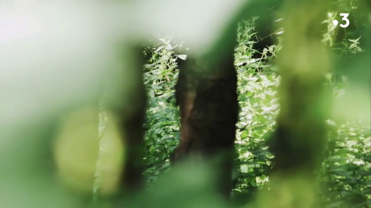 DOCUMENTAIRE. 