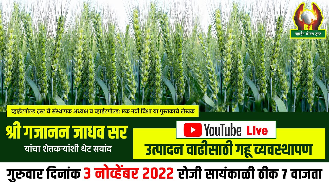 उत्पादन वाढीसाठी संपूर्ण गहू व्यवस्थापन - गजानन जाधव सर