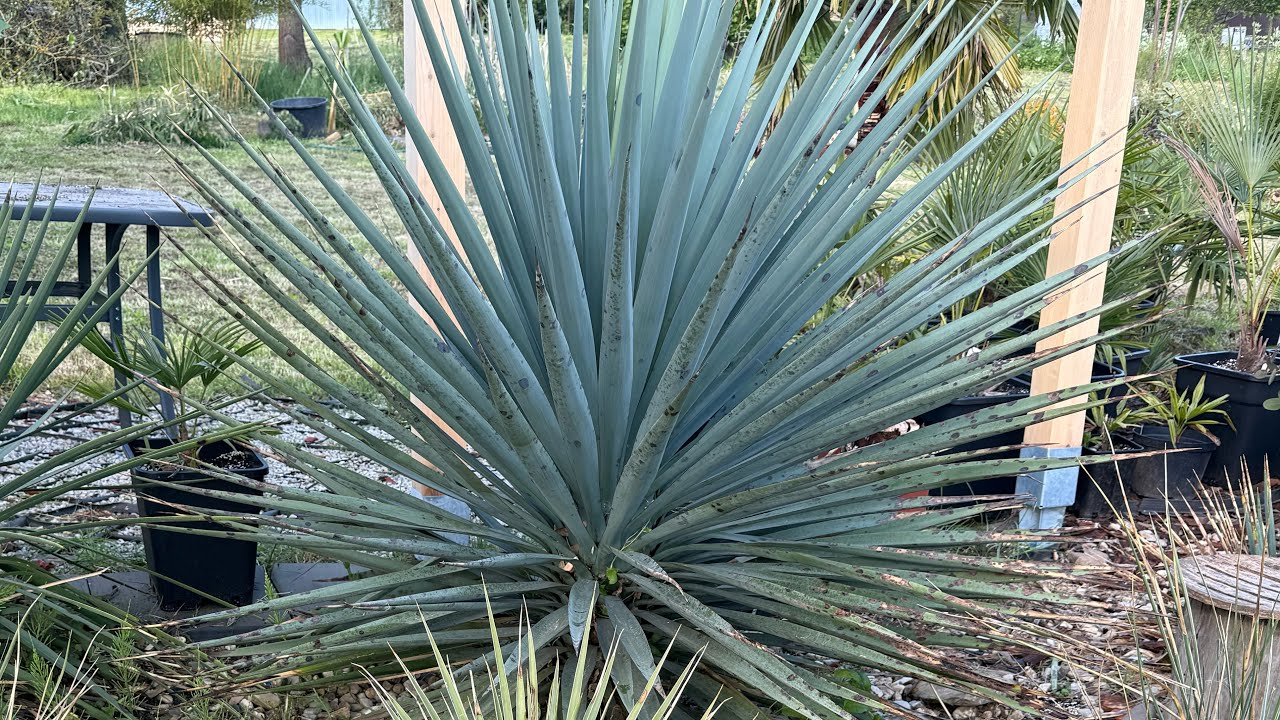 Juki - wiosna 2025 / Yuccas in spring 2025
