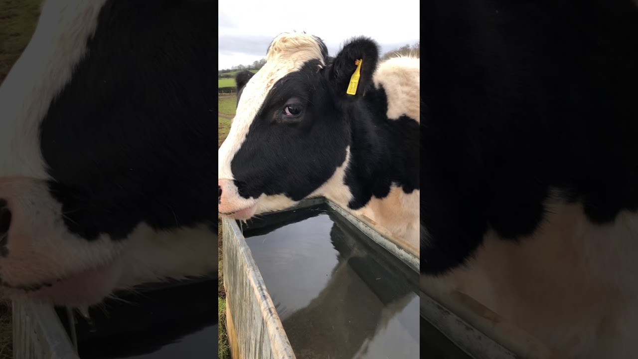 Phoenix Pipkin having a big drink - Dean Farm Trust