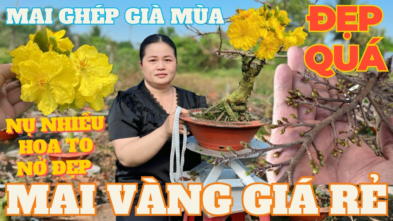 05-02 CHỊ THANH TRÀ Giao Lưu Mai Vàng Giá Rẻ, Siêu Bông Bình Lợi Già Mùa Nụ Đặc Kẹo • THÀNH TRỌNG LÊ