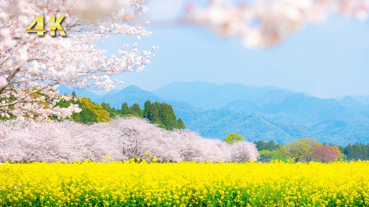 【4K】春の大自然の絶景｜ピアノのリラックス音楽｜桜やチューリップなどの美しい花々｜Spring