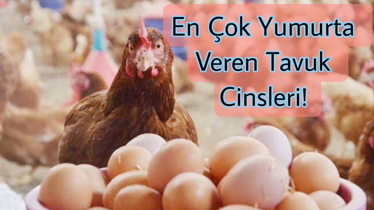 Yumurta Verimi En Yüksek Tavuk Cinsleri
