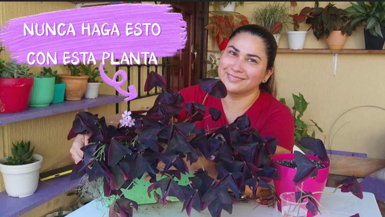 COMO REPRODUCIR Y CUIDAR EL TRÉBOL MORADO.