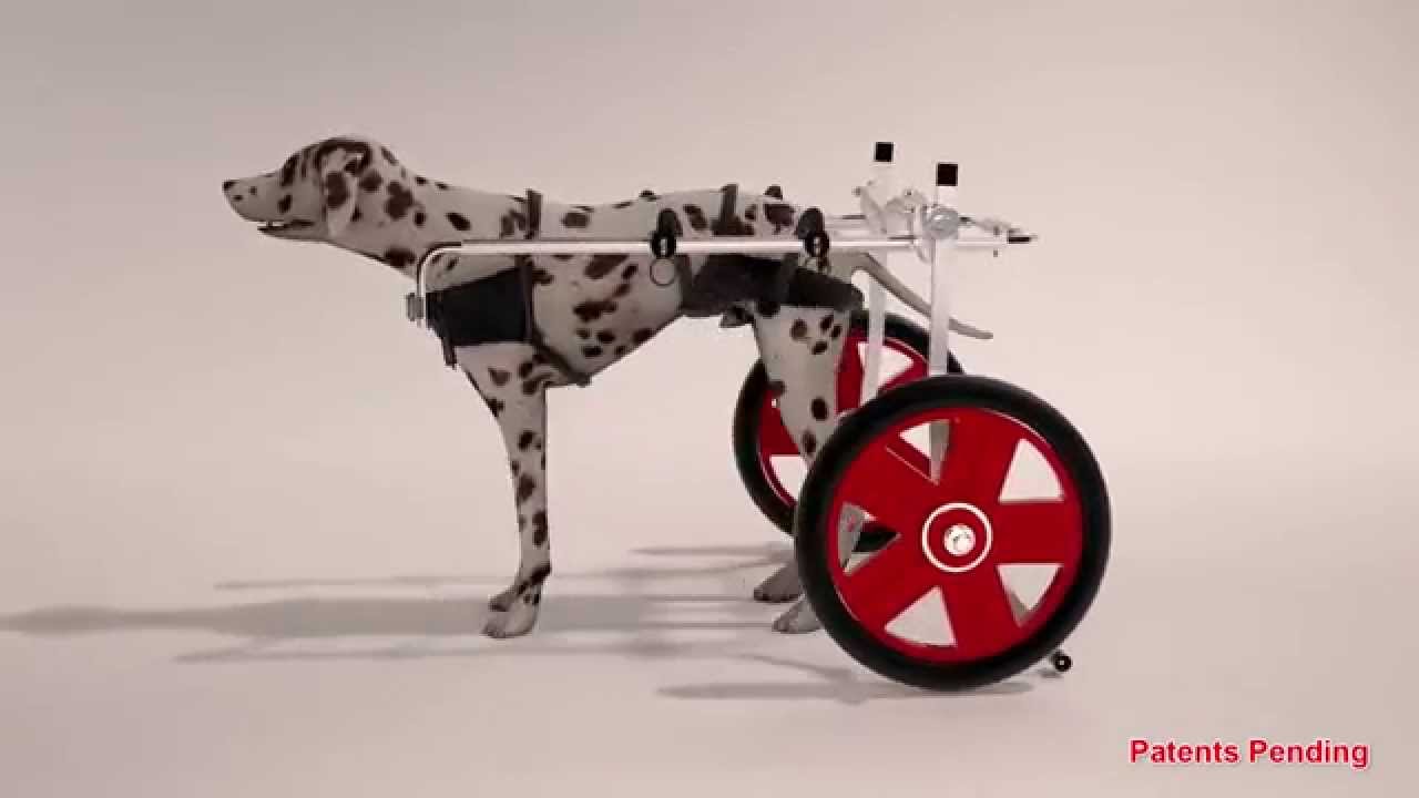 Dog wheel chair Video Update 25 03 2015