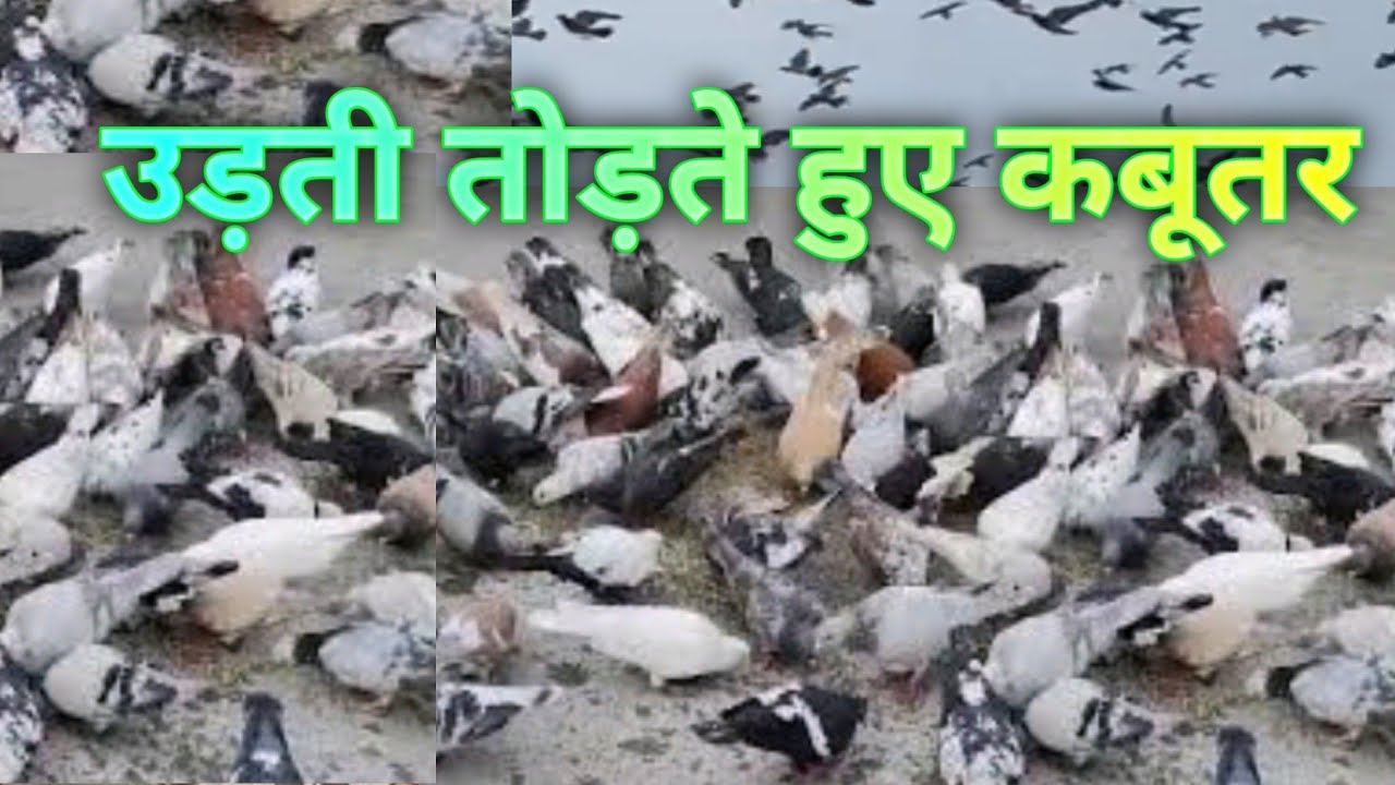 शानदार 85 कबूतर की टोकरी गोले   कबूतर kabutar for sale Delhi ki Kabootar Bazi/agu/28/8/2023