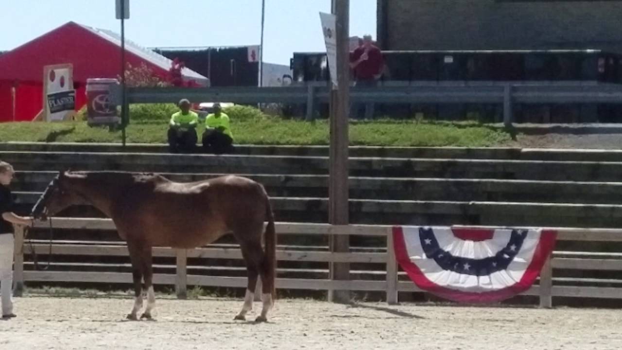 Reign senior champion judging