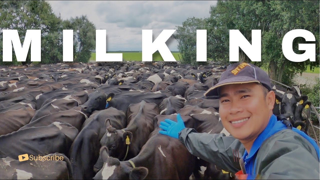 Its all about Milking 🐮🍼 - Dairy Farming in NZ | John Paul Cunanan