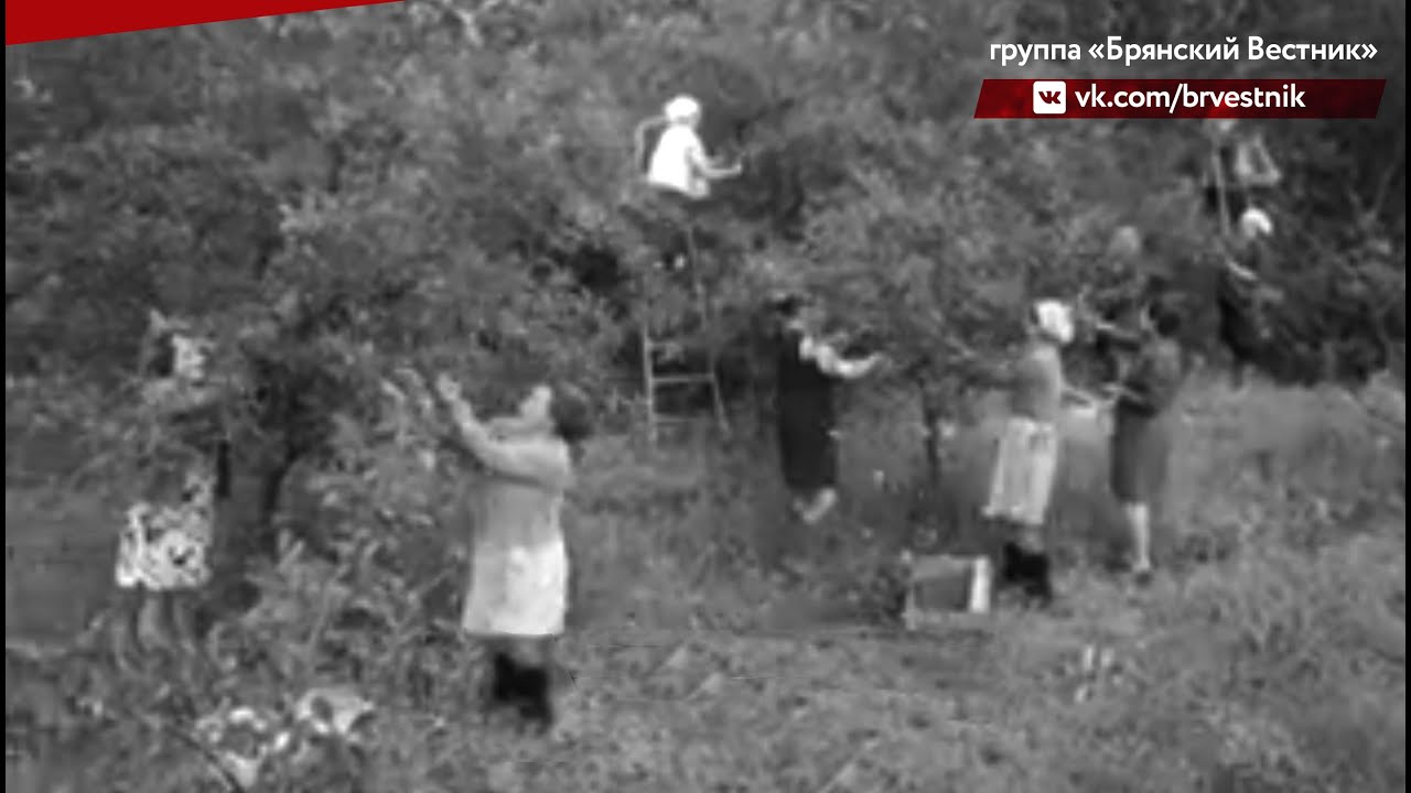 Киножурнал 